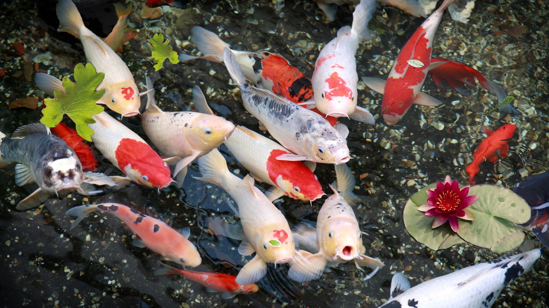 jual ikan koi super