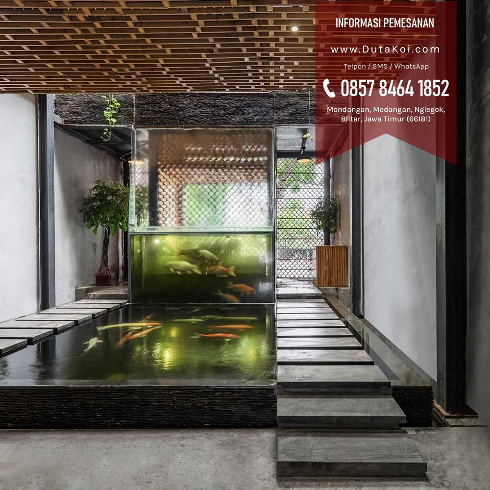 jasa tukang kolam ikan koi 9